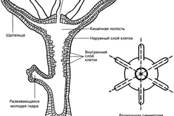 Kraken адреса